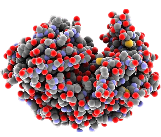 enzymes.png